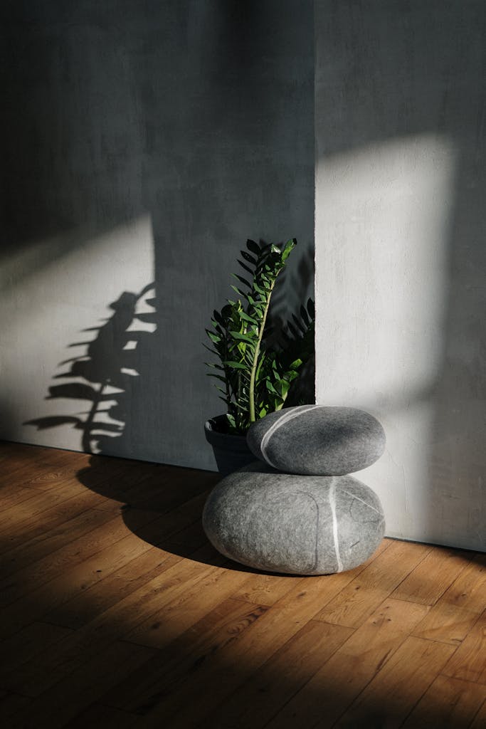 Sunlit minimalist setup with plant and stones casting shadows on wooden floor.